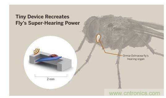 顯示研究人員們經(jīng)由這種寄生蠅的聲音處理機制啟發(fā)，開發(fā)出一款低功耗的麥克風組件。