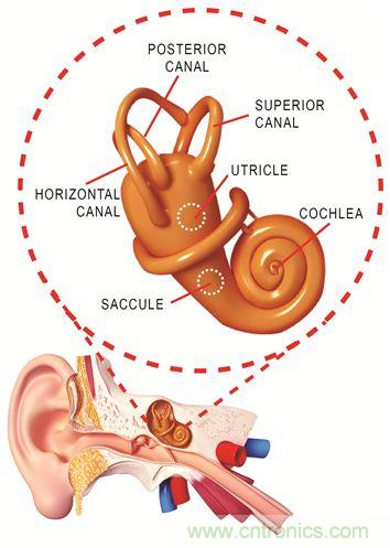 圖1. 人體平衡和聽力是內(nèi)耳中復(fù)雜平衡器官的一部分。